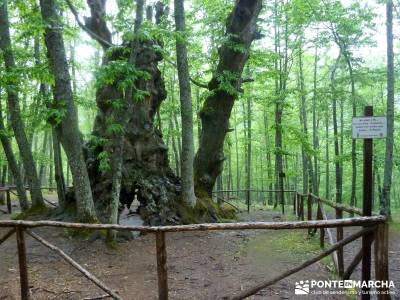 Castañar de El Tiemblo; viajes organizados madrid; viajes de un dia desde madrid;turismo por guadal